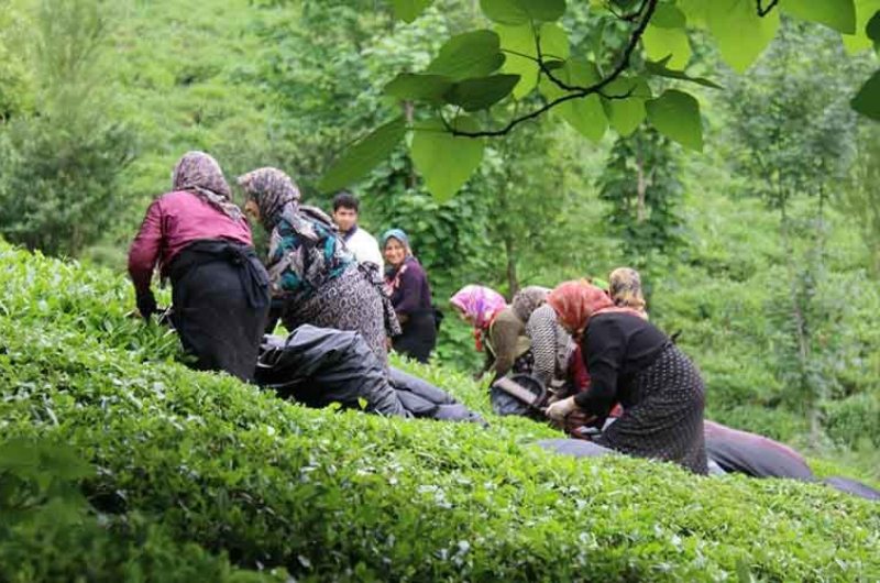 تخصیص 1245 میلیارد ریال برای تولید و خرید چای ابلاغ شد تخصیص 1245 میلیارد ریال برای تولید و خرید چای ابلاغ شد