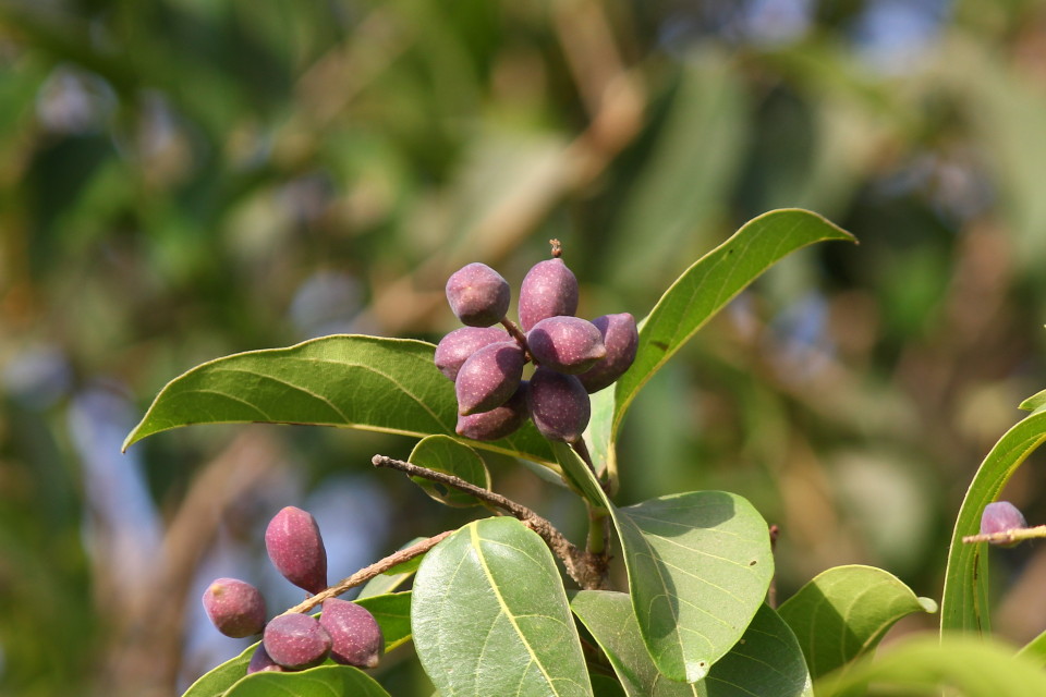 خواص و عوارض مصرف هلیله