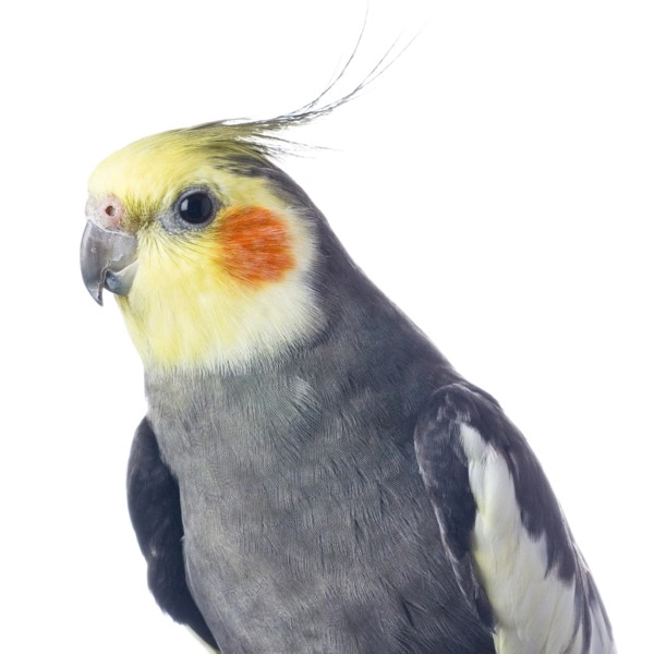 عروس هلندی