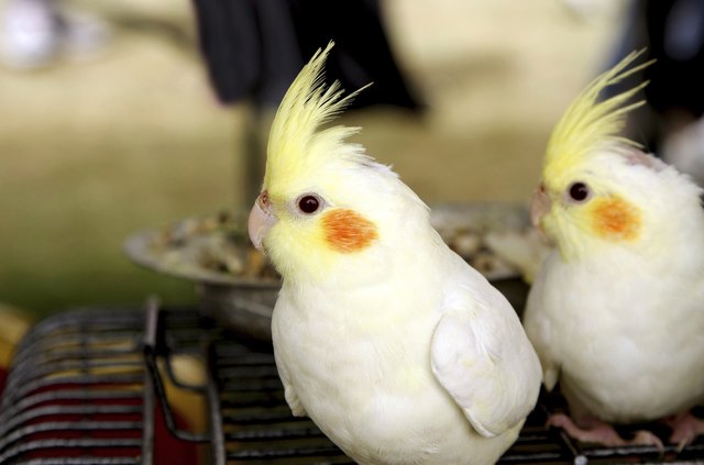 عروس هلندی