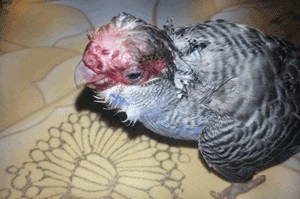 کتک خوردن جوجه مرغ عشق از مادر خود