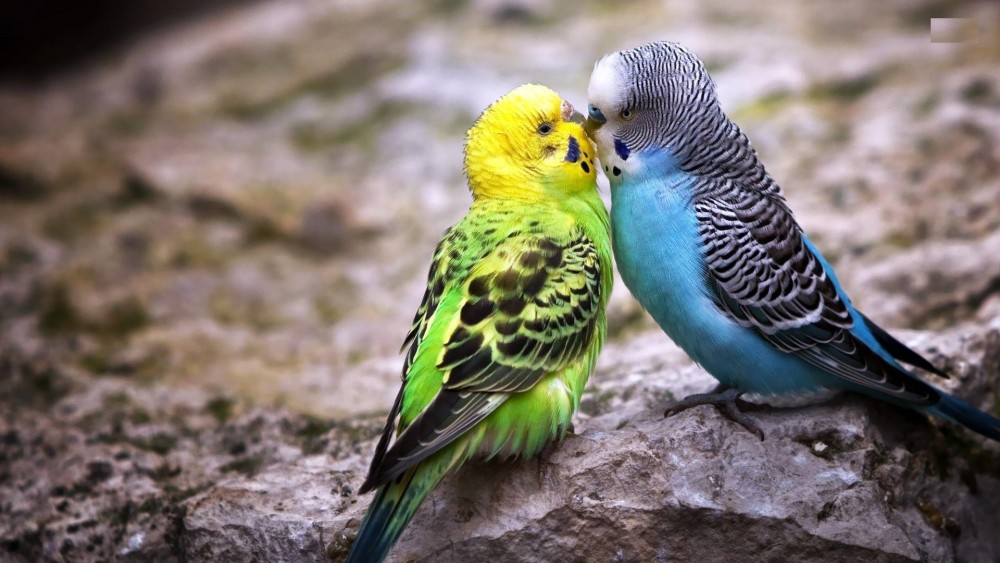 مرغ عشق نر و ماده