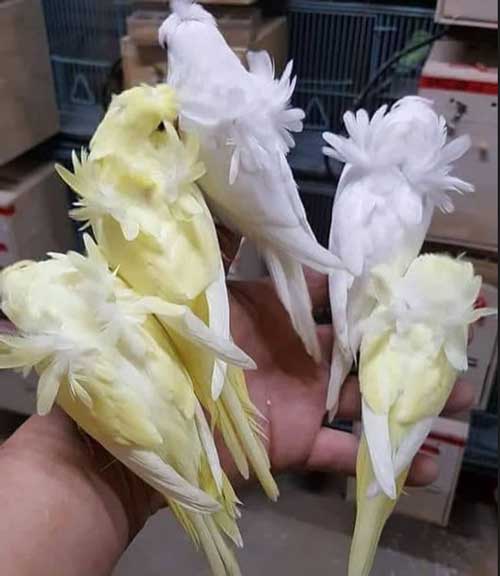 مرغ عشق پروانه ای