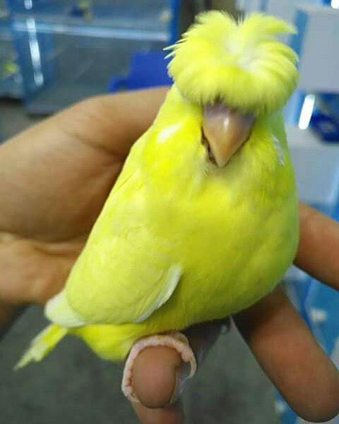مرغ عشق کلاه چتری ساده