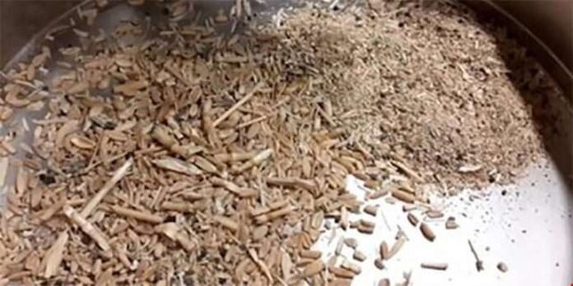توری خرید گندم استاندارد نیست/ ورود کمیسیون کشاورزی به موضوع کیفیت گندم وجود ضایعات در گندم