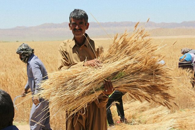 واکنش وزارت کشاورزی به خبر "فساد ۱۰۰۰ میلیارد تومانی" قیمت گندم