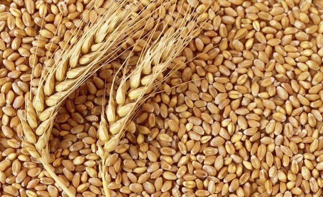 نوع گندم روی کیفیت نان گیلان اثر گذاشته است گندم