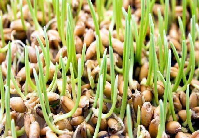 راهکاری برای جلوگیری از حذف جنین گندم در فرآیند آسیابانی جنین گندم