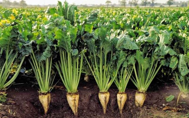قیمت چغندر قند افزایش مییابد / پرداخت یارانه بذر ادامه پیدا نمیکند قیمت چغندر قند افزایش مییابد / پرداخت یارانه بذر ادامه پیدا نمیکند