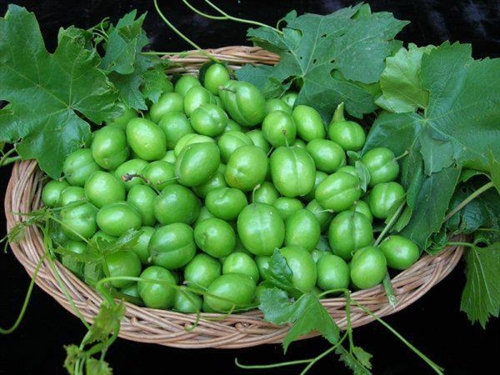 کسانی که نباید به گوجه سبز لب بزنند کسانی که نباید به گوجه سبز لب بزنند