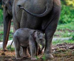 بچه فیل نوزاد در کنار مادر در استان آچه اندونزی
