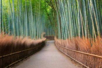 درختستان بامبوی آراشی‌یاما، ژاپن