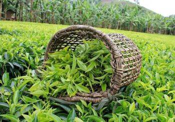 چای وارداتی ایران بین ۶٢ تا ٨٢ درصد گران‌تر از قیمت چای در هند!