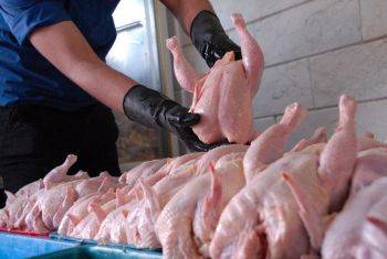 آغاز توزیع مرغ های دولتی | قیمت هر کیلو برای مصرف کننده 11.500 تومان