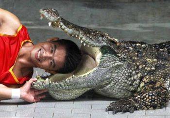 اجرای نمایش‌های مهیج با حیوانات در پارک وحشی در شمال شهر بانکوک تایلند