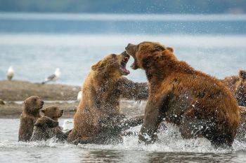 تصویر دیدنی از نبرد خرس ها در روسیه