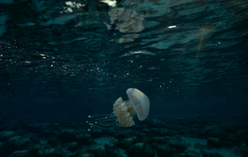 عکس منتخب نشنال جئوگرافیک از یک عروس دریایی
