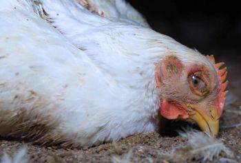 آنفلوآنزای پرندگان؛ تهدیدی جدید برای تولید و قیمت گوشت مرغ
