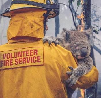 عکس / نجات یک کوالا از آتش در جنگل های استرالیا