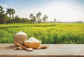 افزایش 20 درصدی برنج راتون در گیلان