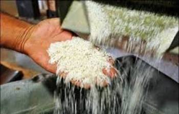 رقم جدید برنج طارم روشن اصلاح و معرفی شد