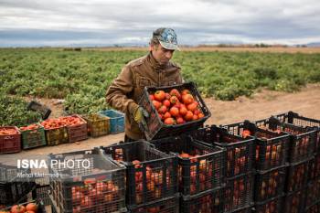 خرید تضمینی روزانه ۱۱۰۰ تن گوجه‌فرنگی در زنجان