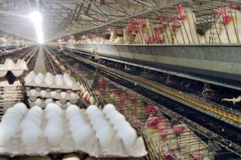 انحصار در واردات و مسئله ارز عمده دلیل گرانی مرغ و تخم‌مرغ