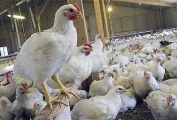 اختصاص یارانه به تولیدکنندگان مرغ، قیمت این کالا را کنترل می‌کند