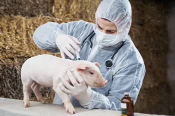 ۴ دلیل برای این که نگران آنفلوانزای خوکی جدید نباشیم
