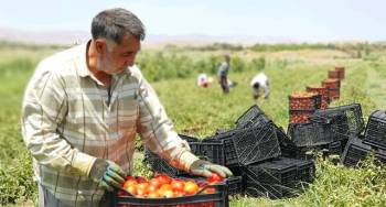 ایجاد ١۸ هزار شغل در بخش کشاورزی کردستان