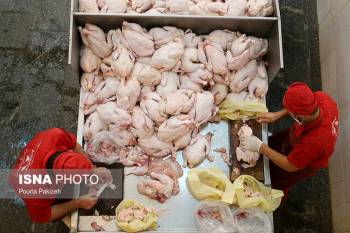 آلودگی گوشت‌های گوساله و مرغ به باکتری‌های مقاوم