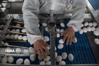 دست‌اندازهای تولید تخم‌مرغ در استان مرکزی