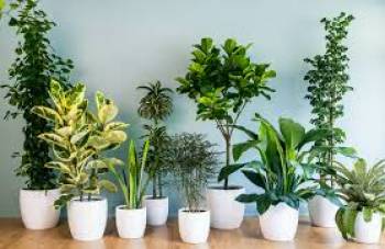 گیاهان آپارتمانی و نحوه نگه داری از آنها