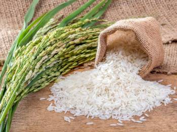 قیمت برنج : قیمت روز برنج