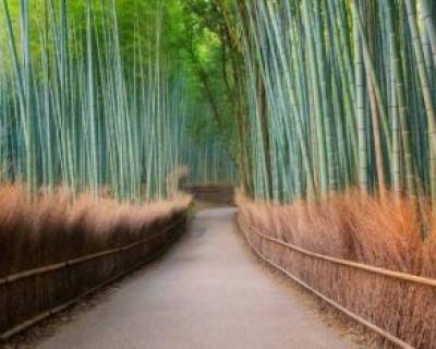 درختستان بامبوی آراشی‌یاما، ژاپن